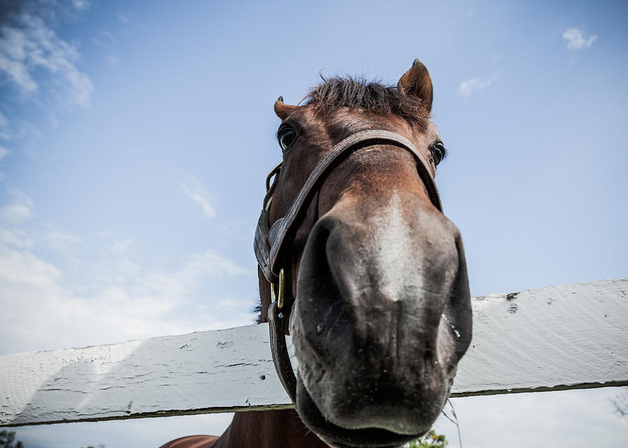 Horse Photograph - Up close by Alexey Stiop
