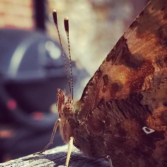 Butterfly Photograph - Up Close And Bug Eyed #butterfly by Unique Louise