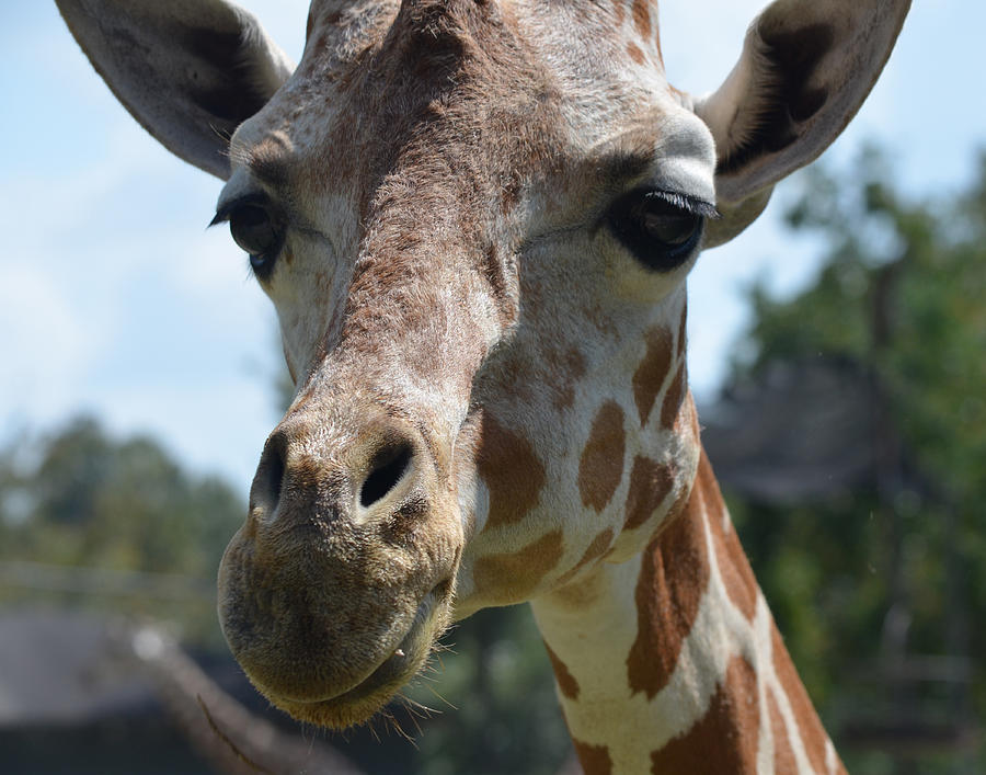 Up Close and Giraffe Photograph by Maggy Marsh