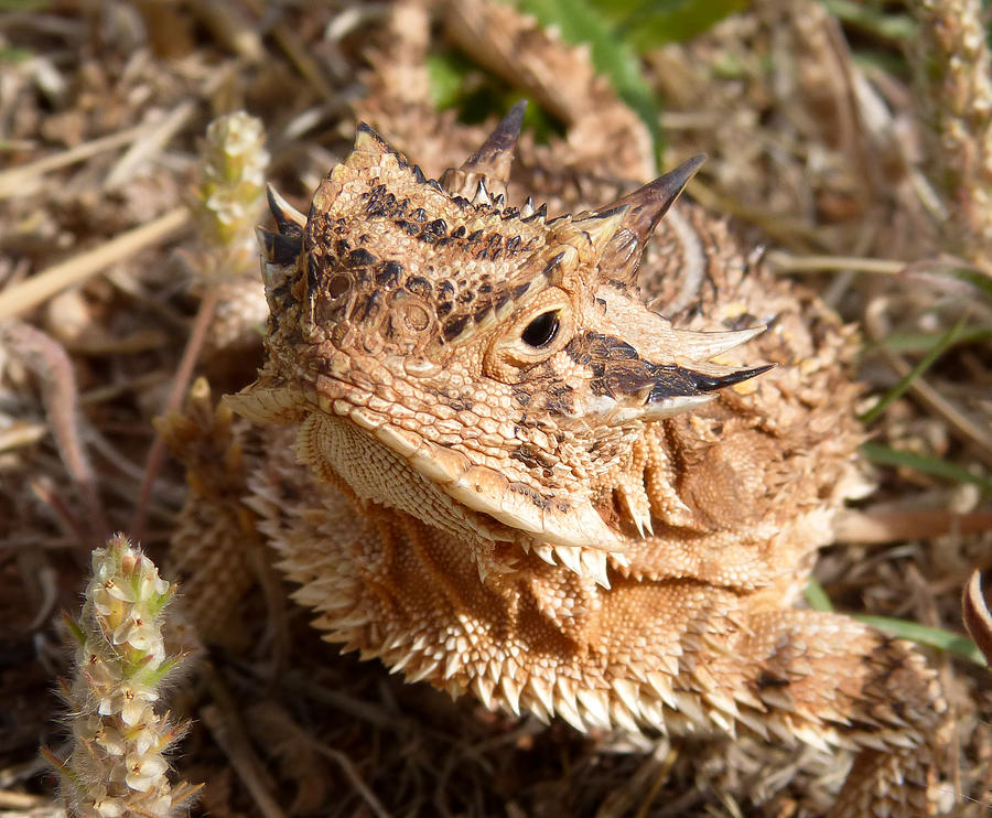 Up Close And Personal - Horned Lizard Photograph