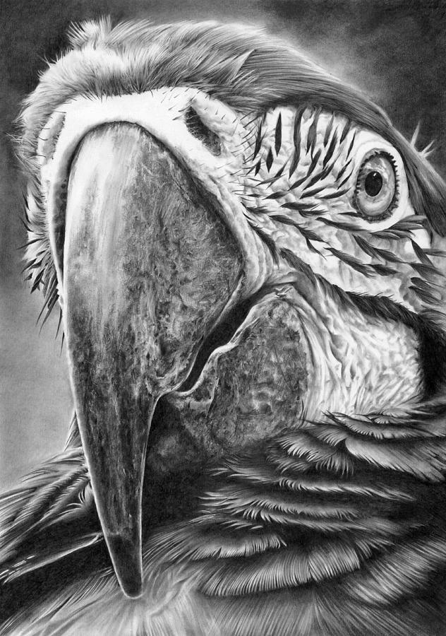 Up Close And Personal Drawing by Peter Williams