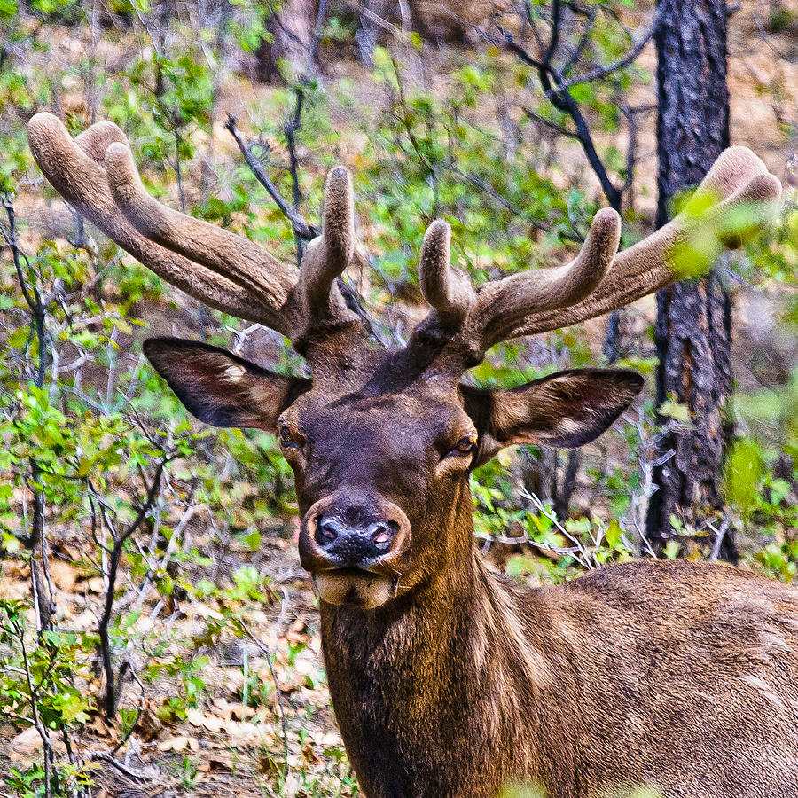 Yosemite National Park Photograph - UP Close and Personal with an ELK by Bob and Nadine Johnston