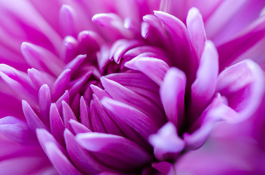 Up-close Flower Power Pink Mum Photograph by Michael Moriarty | Fine ...