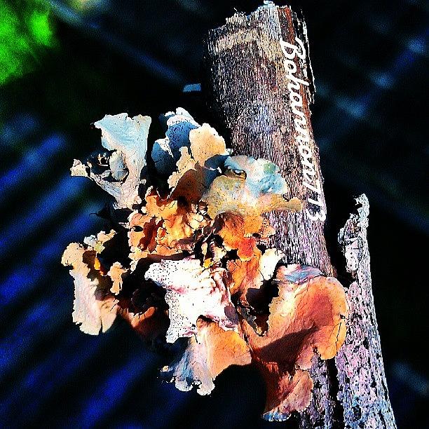Up Close Fungus Photograph by Percy Bohannon