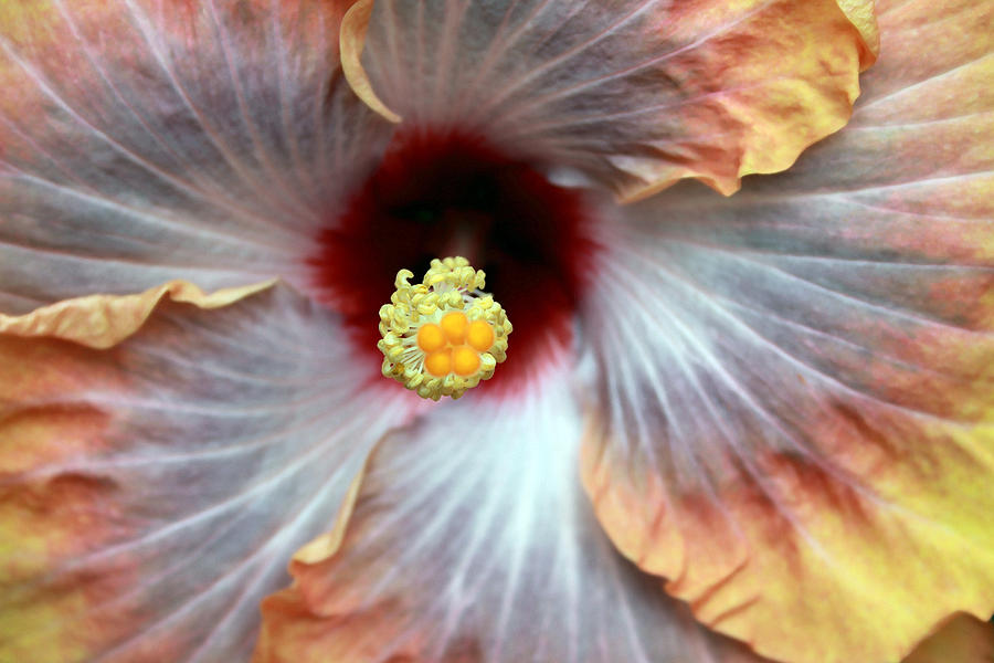 Up Close Hibiscus Photograph by Mary Haber