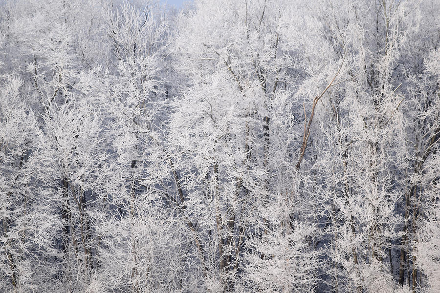 Up Close Icy Trees Photograph by Paige McDaniel - Fine Art America