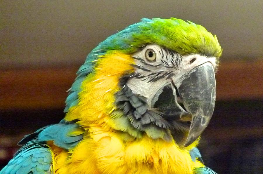 Up Close Macaw Photograph by Richard Bryce and Family
