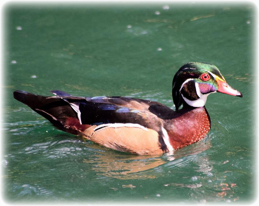 Up CLose Male Wood Duck Photograph by Sheri McLeroy