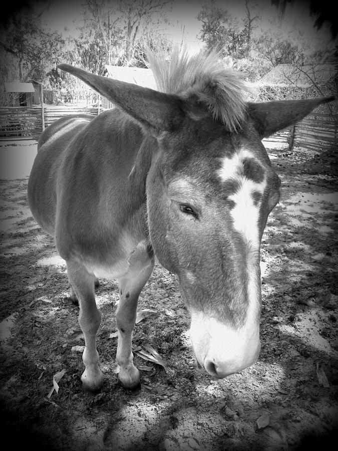 Up Close Mule Photograph by Sheri McLeroy