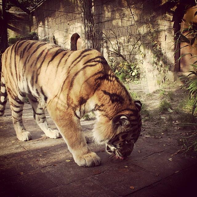 Tiger Photograph - Up close by Renee Van Dooren