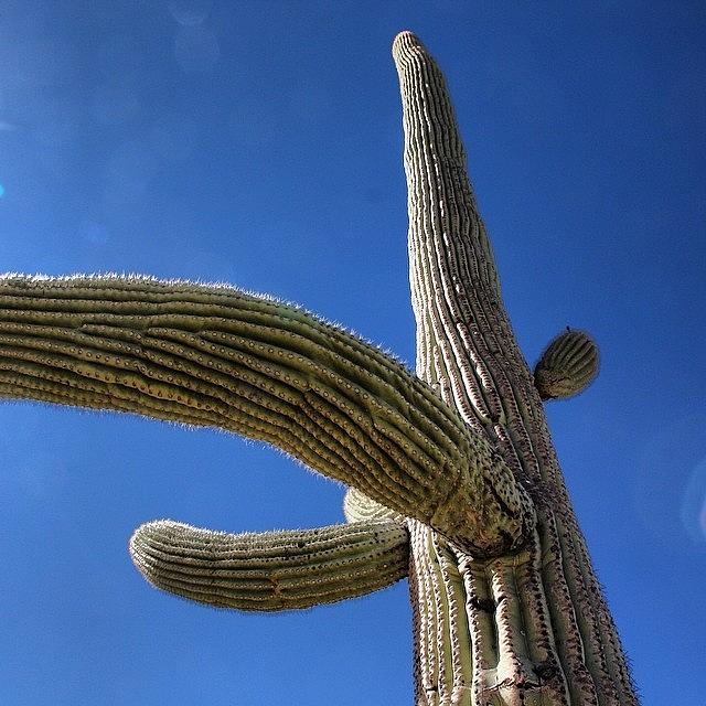 Up Close To A Saguaro, The Giants Of Photograph by Linda Anderson
