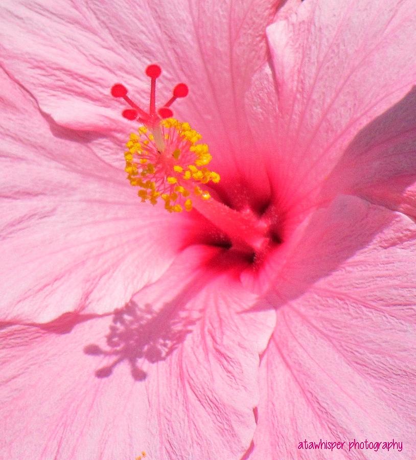 Up Close Very Pink Photograph by Atawhisper Photography - Fine Art America