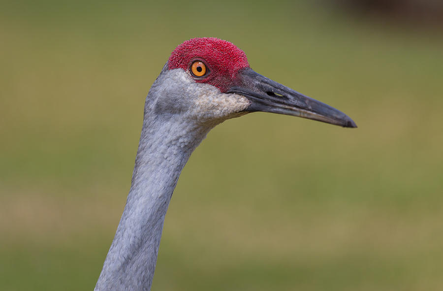 Up Close with a Sandhill Crane Photograph by John M Bailey