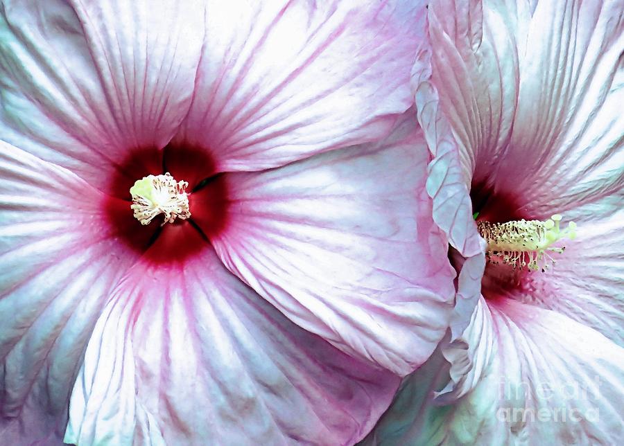 Up Close with Hibiscus Photograph by Janice Drew
