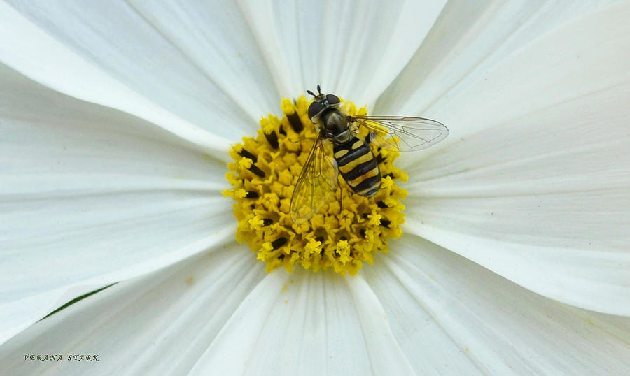 Up Close with the Bee and the Cosmo Photograph by Verana Stark