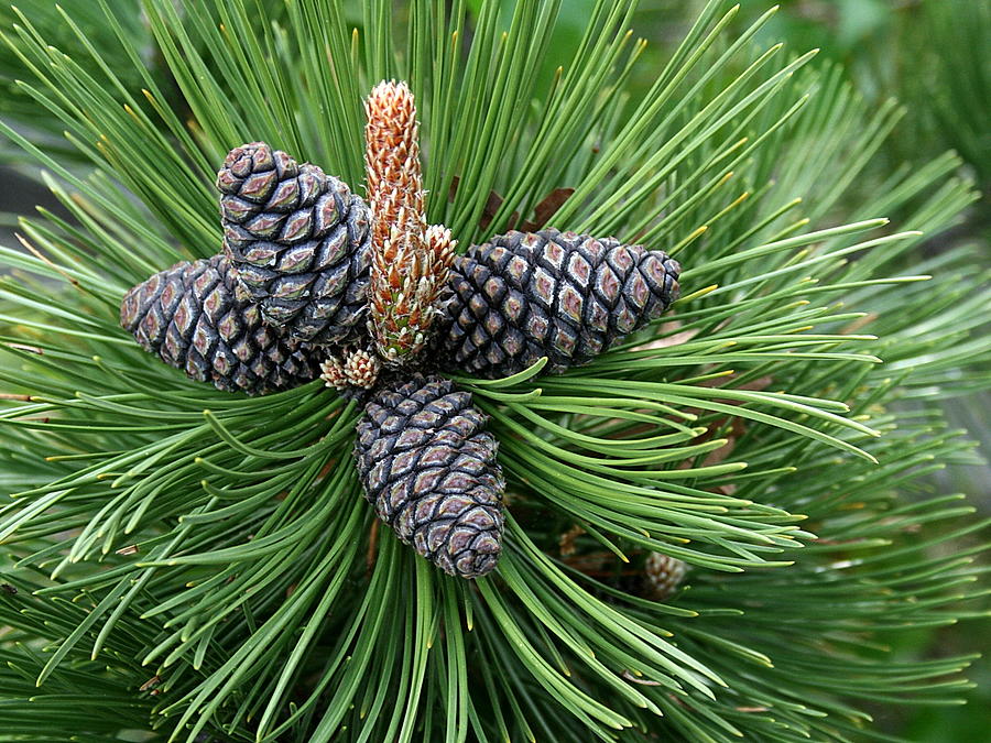 Pine Photograph - Up Cone by Leeon Photo Pine Photograph - Up Cone by Leeon Photo