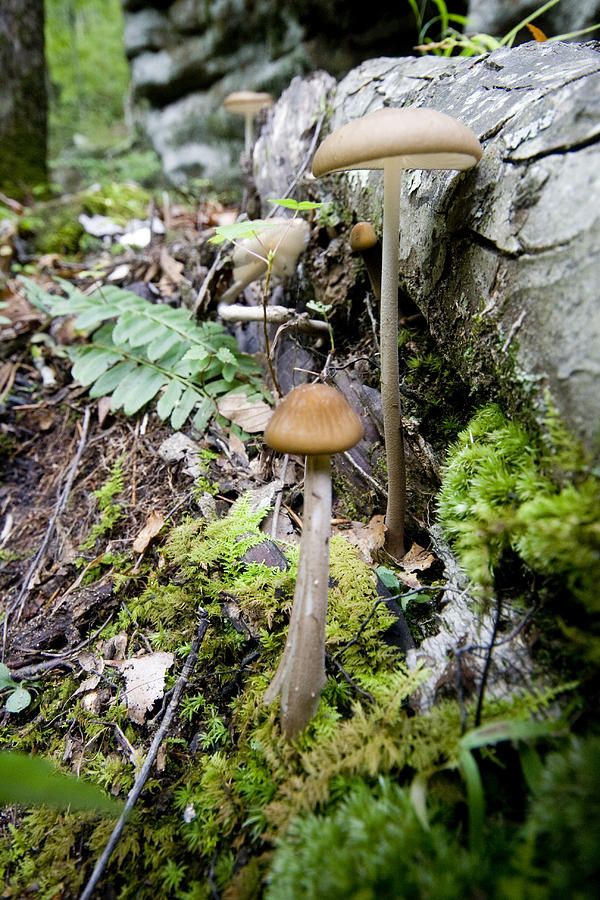 Up From the Forest Floor Photograph by Robert Camp