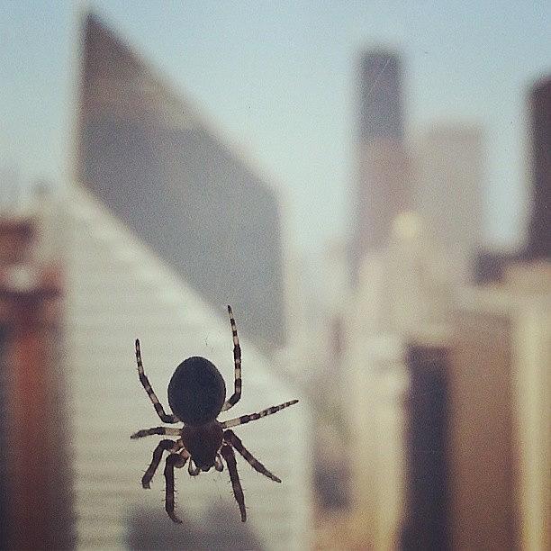 Chicago Photograph - Up Here With The Spiders by Jill Tuinier