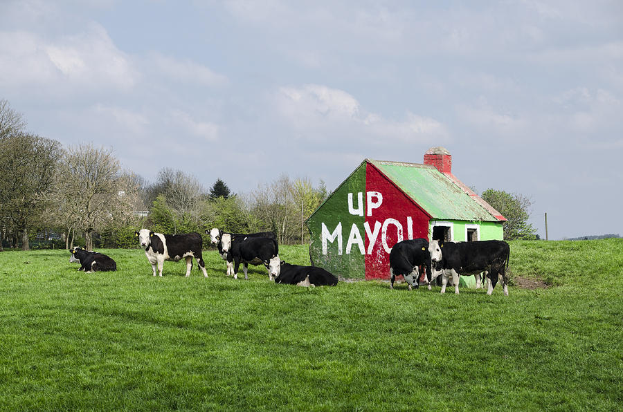 Cow Photograph - Up Mayo by Bill Cannon