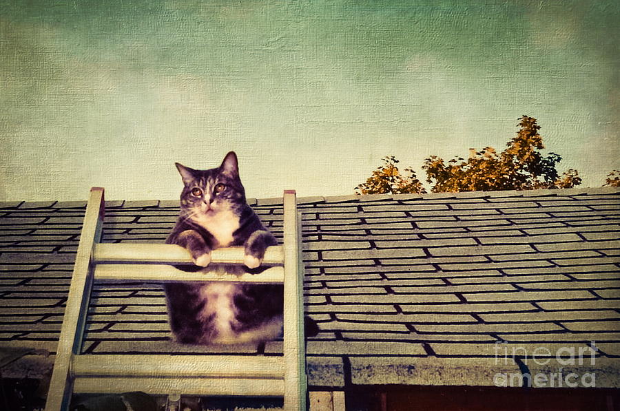 Animal Photograph - Cat Up on the Roof by Colleen Kammerer