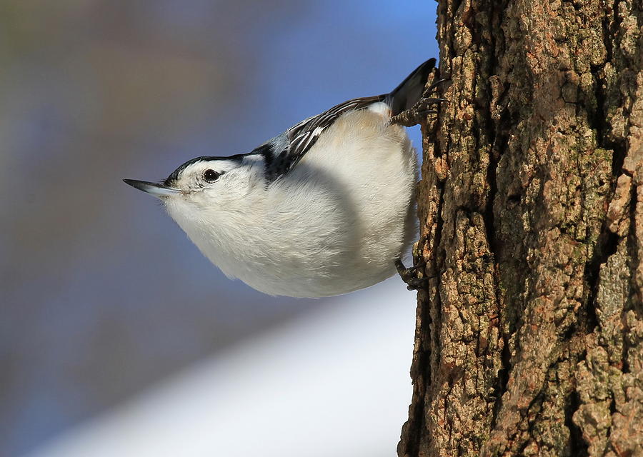 Up Side Down Bird Photograph by David Byron Keener - Fine Art America