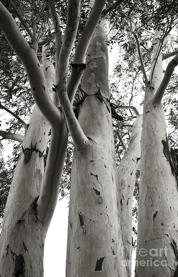 Up the Eucalyptus Tree Giant Photograph by Lee Craig