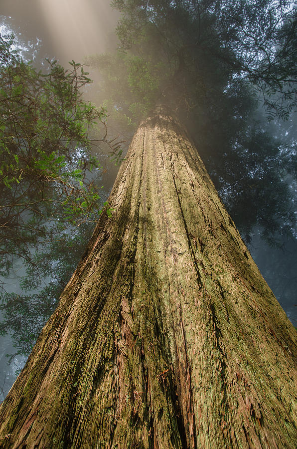 Up the Redwood Photograph by Greg Nyquist