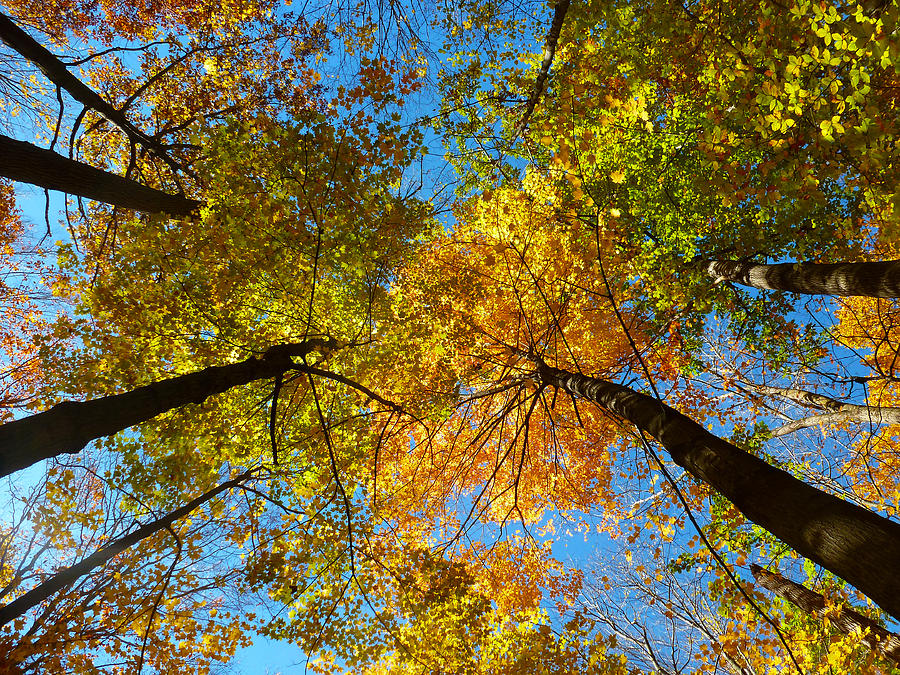 Up to the Sky Photograph by Daniel Paxton | Fine Art America