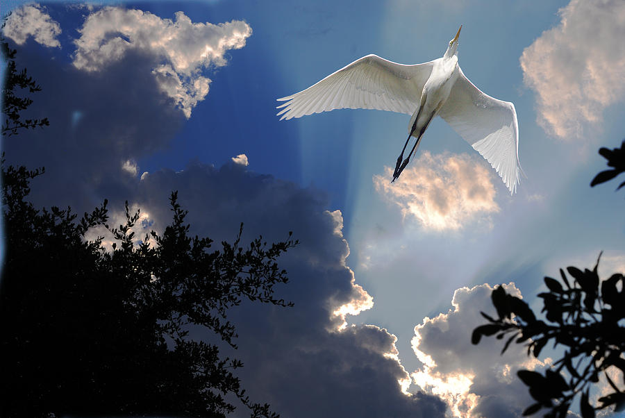 Heron Digital Art - Up Up And Away by Roy Williams