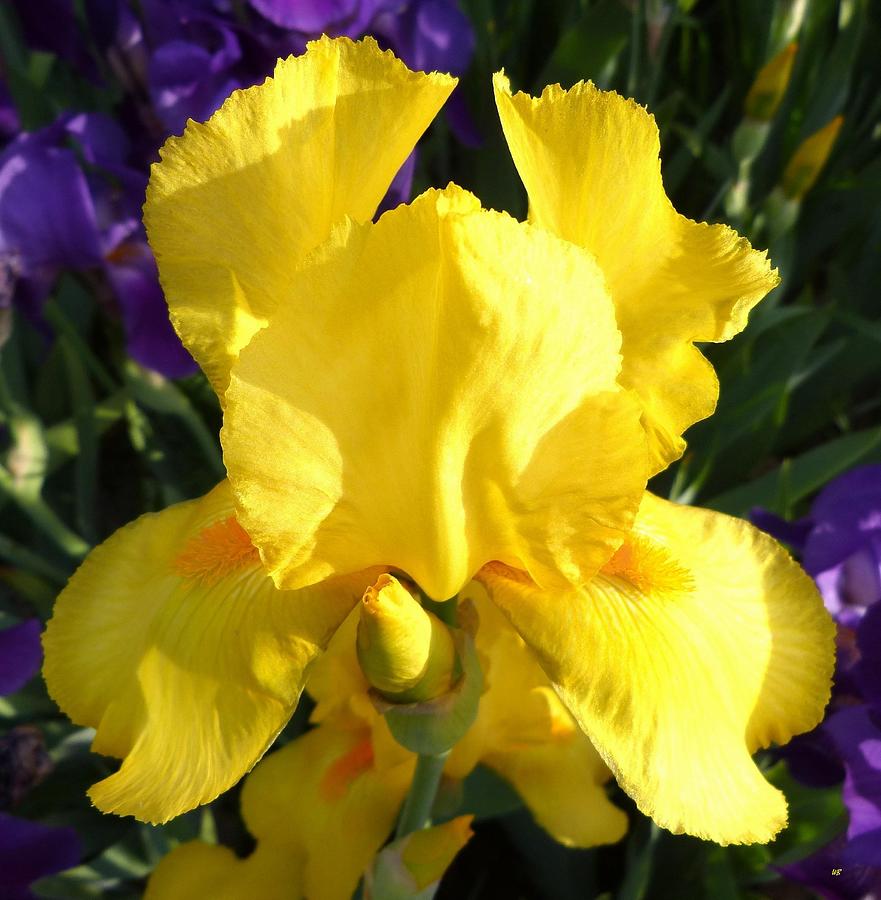 Upbeat Yellow Iris Photograph by Will Borden