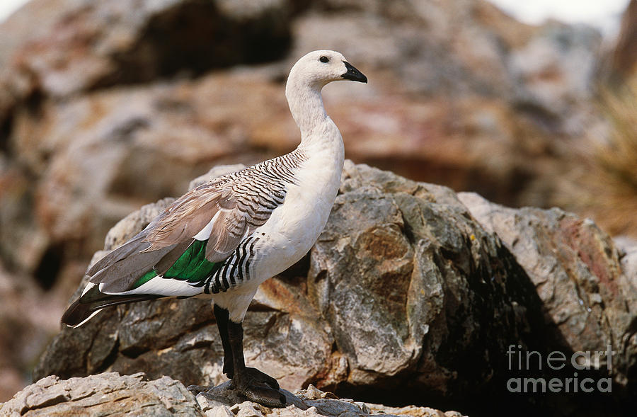Upland Goose Photograph by Art Wolfe