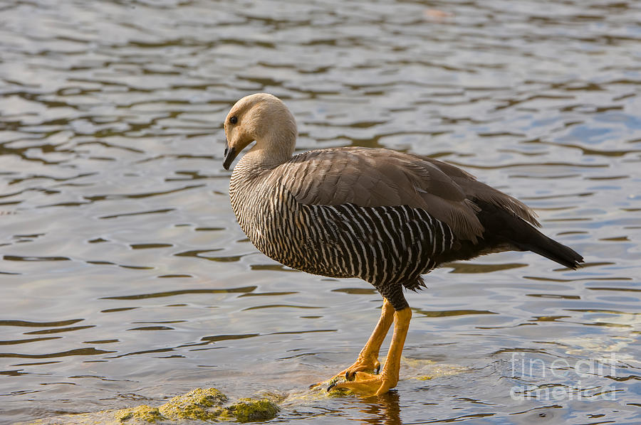 Goose Photograph - Upland Goose by John Shaw