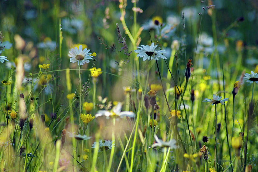 Upland Meadow Photograph by Simon Fraser/tarset Archive Group/science ...