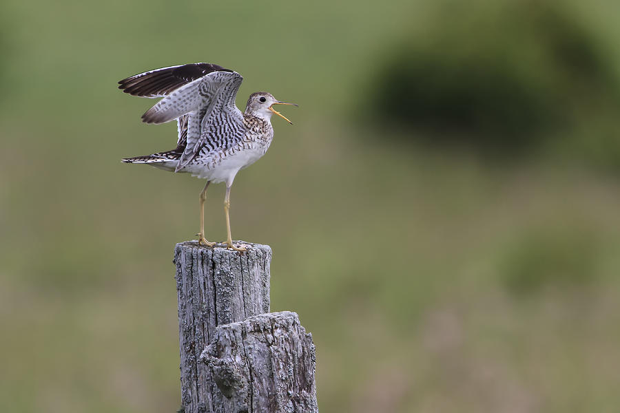 Upland Sandpiper Photograph by Gary Hall