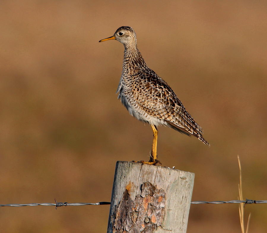 Upland Sandpiper Photograph by Larry Trupp