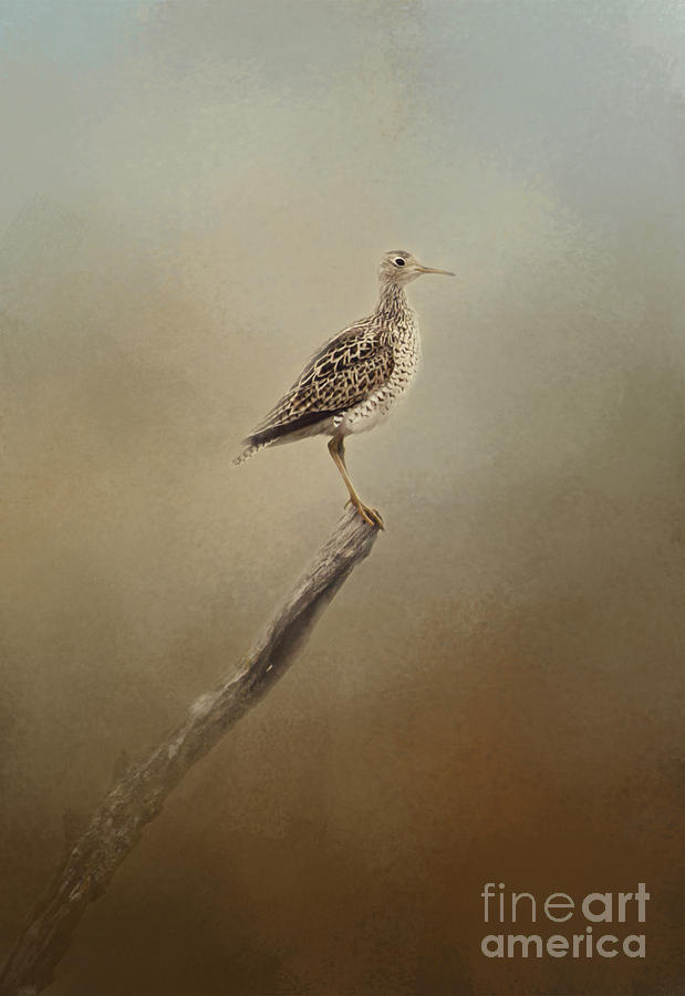 Upland Sandpiper Photograph by Pam  Holdsworth