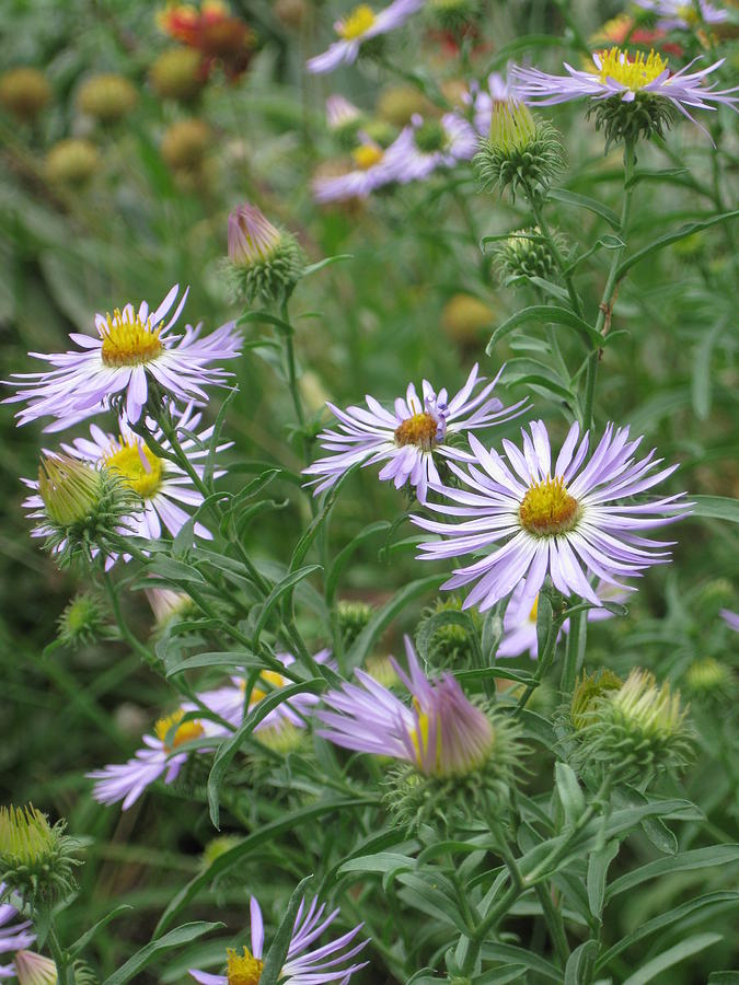 Uplifted Asters Photograph by Ron Monsour