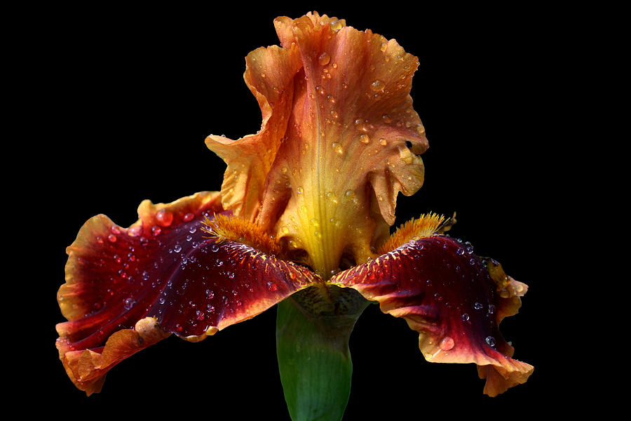 Iris Photograph - Uplifting by Doug Norkum