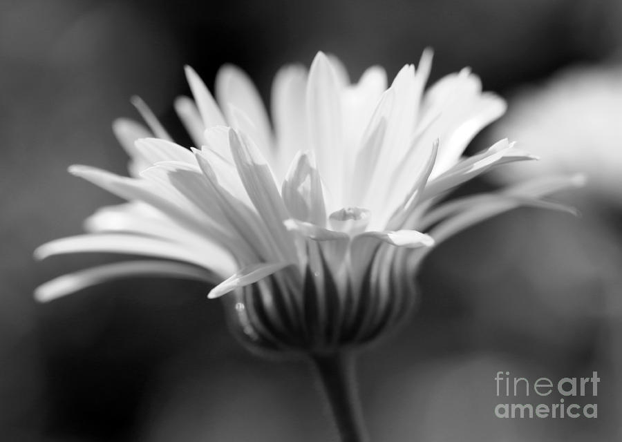 Uplifting in Black and White Photograph by Mary Haber
