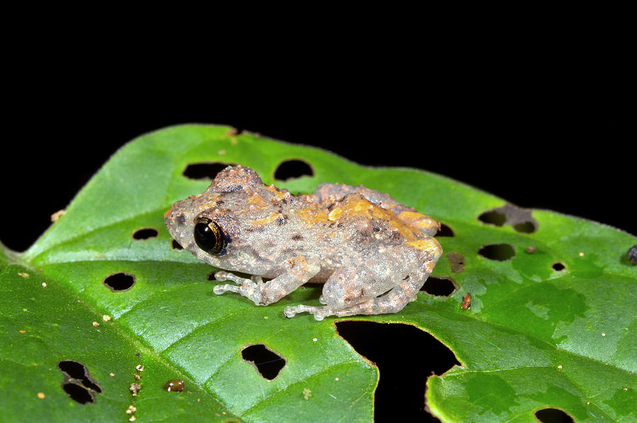 Upper Amazon Rain Frog Photograph by Dr Morley Read