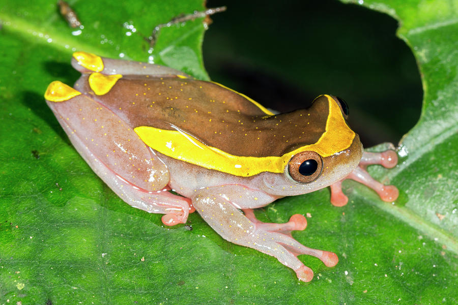 Upper Amazon Treefrog Photograph by Dr Morley Read