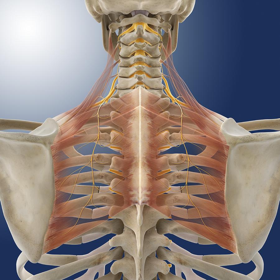 Upper back anatomy, artwork Photograph by Science Photo Library - Pixels