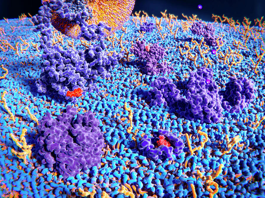 Upper Cell Membrane, Illustration Photograph by Juan Gaertner