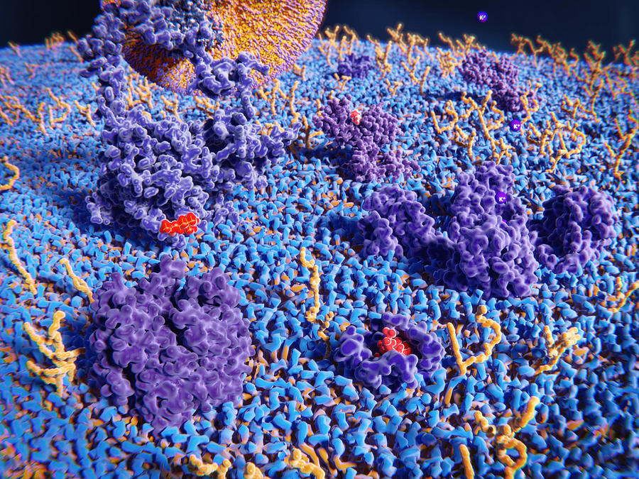 Upper Cell Membrane Photograph by Juan Gaertner