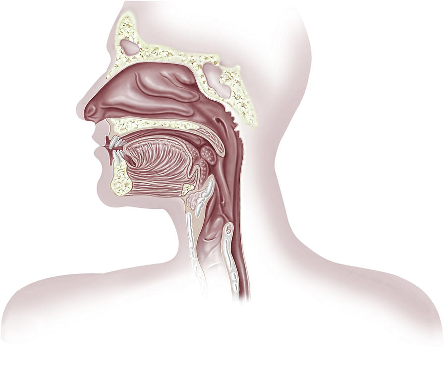 Upper Organs Of Respiratory System Photograph By Leonello Calvettiscience Photo Library