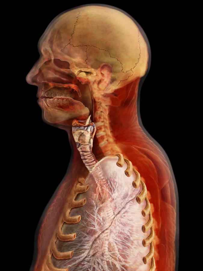 Upper Respiratory Tract Photograph by Anatomical Travelogue