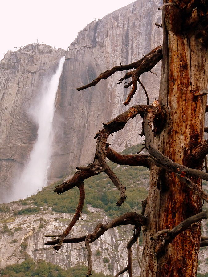 Upper Yosemite Falls Dead Tree Photograph by Jeff Lowe