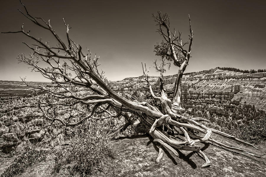 Uprooted - Bryce Canyon Sepia Photograph by Tammy Wetzel