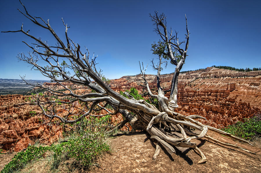 Uprooted - Bryce Canyon Photograph by Tammy Wetzel