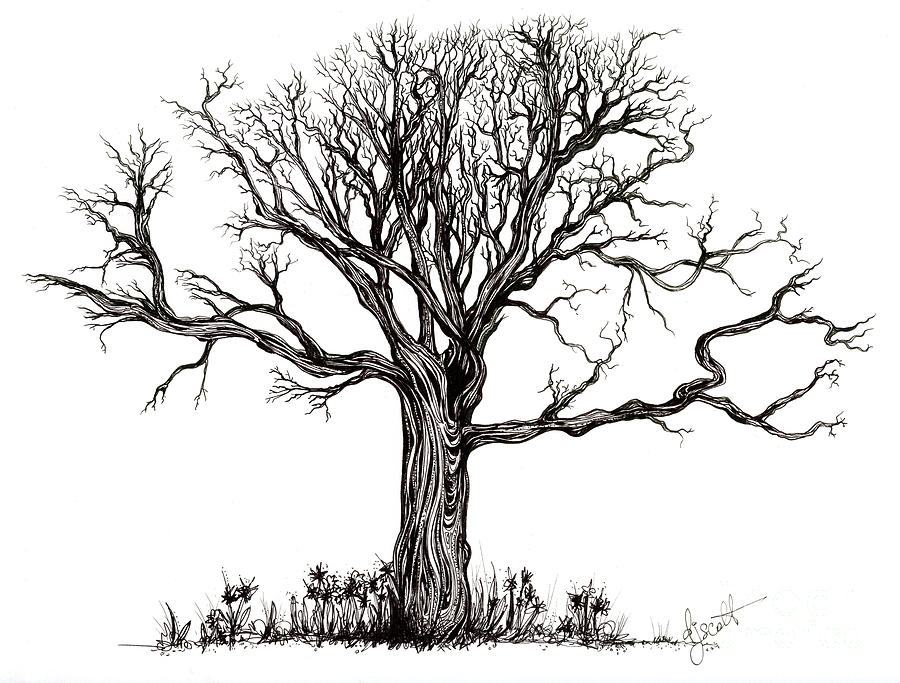 uprooted tree drawing